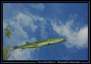 Sorry... : "Just love them..." :O)... Young Pike Fish tha... by Michel Lonfat 
